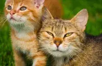 Коты, иллюстративное фото
