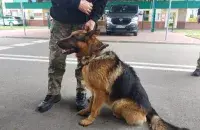 Для овчарки нашли нового хозяина
