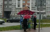 Аист в Смолевичах
