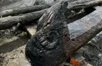Дракон с Менки
