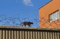 На Акрэсціна
