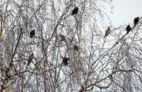 Птицы в декабре
