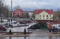 Паваленая ялінка
