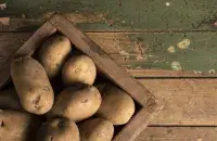 Ураджай бульбы ў Беларусі
