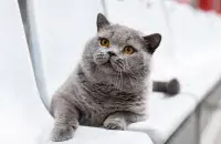 Кот из Беларуси вошел в топ красавцев

