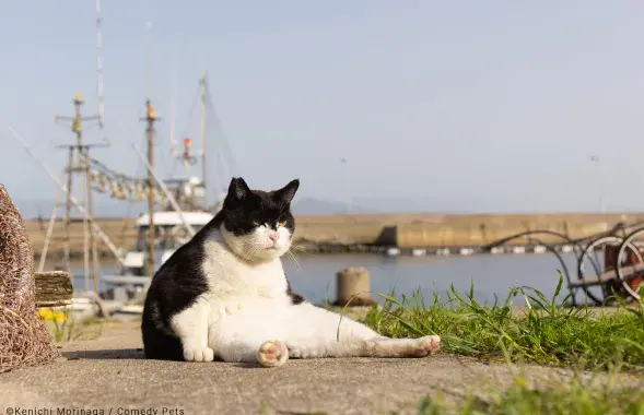 "The big boss" / Kenichi Morinaga / Comedy Pets
