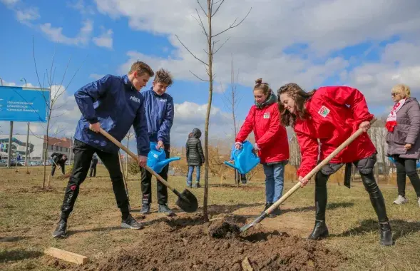 Пасадка дрэў у Ленінскім раёне Мінска / Ілюстратыўнае фота "Мінск-Навіны"