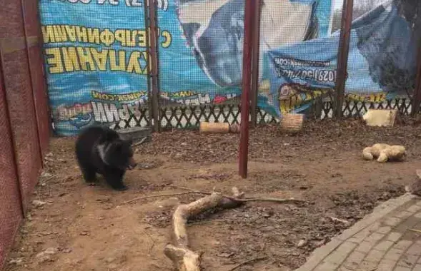 Медзведзяня перад адпраўкай у рэабілітацыйны цэнтр / minpriroda.gov.by​