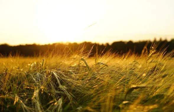 Ячмень / ілюстрацыйнае фота&nbsp;pixabay.com
