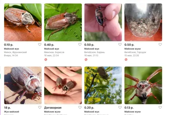 Абвесткі аб продажы хрушчоў / kufar.by
