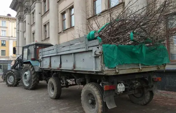 Вясновая пасадка дрэў на праспекце Незалежнасці ў Мінску