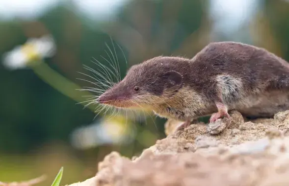 Землеройка или бурозубка (Sorex minutus) /&nbsp;Getty Images
