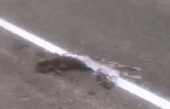 Фото: скриншот с видео
