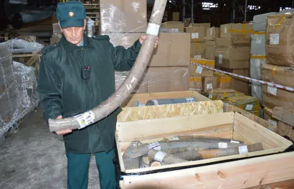 Бивни мамонтов не доехали в Беларусь / ctu.customs.gov.ru
