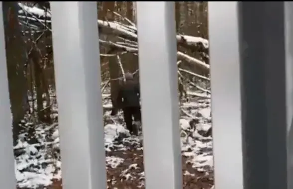 Нелегальныя мігранты каля польскай мяжы / кадр з відэа
