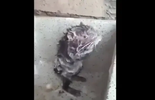 Фото: скриншот с видео.