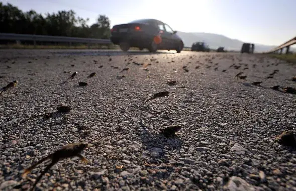 Frogs crossing a road. Photo:&nbsp;animalworld.com.ua