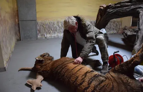 Яраслаў Пшыбыльскі і адзін з тыграў / Zoo Poznań