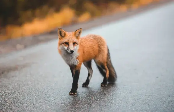 Ліса, ілюстрацыйнае фота
