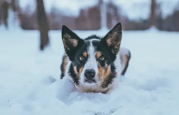 Зима, фото иллюстративное
