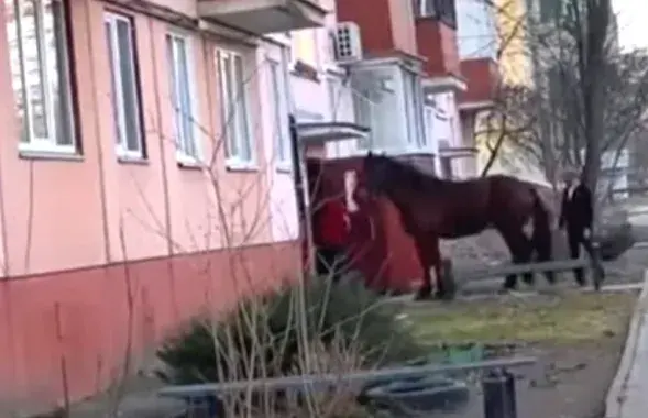Мужчына заводзіць у пад'езд каня
