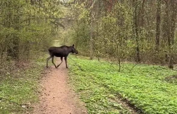 Скрыншот з відэа


&nbsp;

