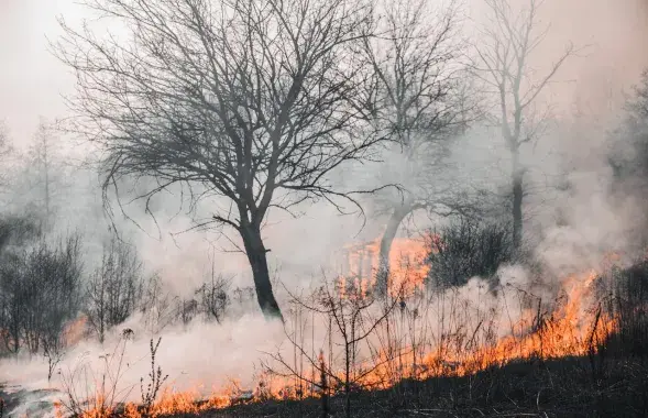 Лясны пажар, ілюстрацыйнае фота
