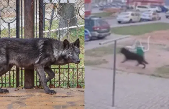 Драпежнік збег з горада, калі яго пачалі шукаць
