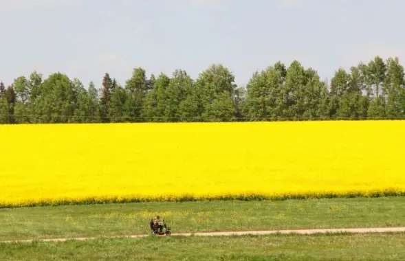 У траўні ў Беларусі
