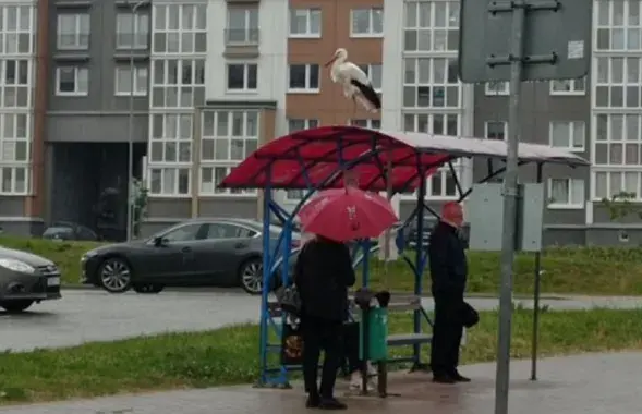 Бусел у Смалявічах
