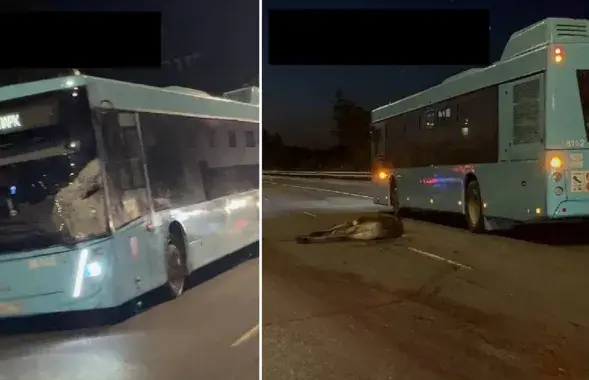 Пад МАЗам загінуў лось
