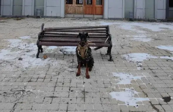 Даберман Магнус на архіўным здымку з Бахмута
