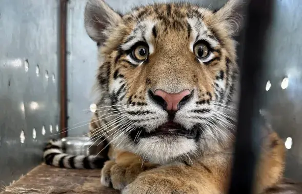 Тыгр, якога перадалі ў мінскі заапарк

