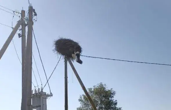 Буслу спатрэбілася дапамога
