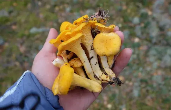 Лісічкі (ілюстрацыйнае фота)
