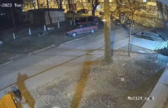 Бяздомныя сабакі ў Наваполацку
