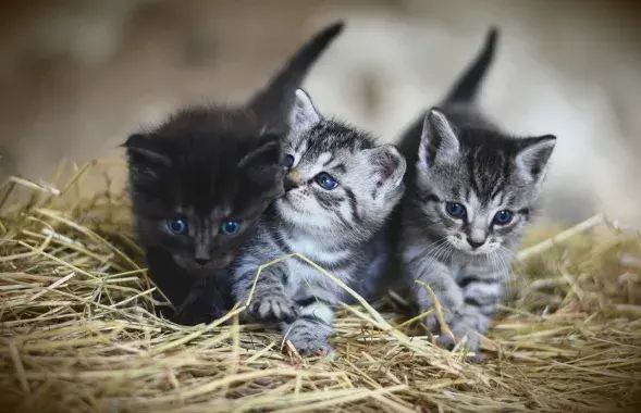 Котята, иллюстративное фото
