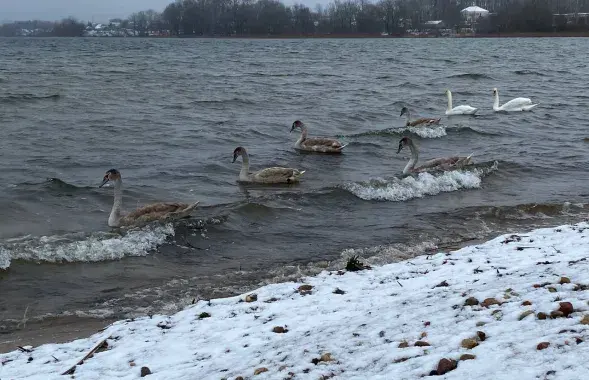 В Беларуси в начале февраля
