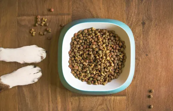 Беларускія сабакі і каты перайшлі на расійскі корм, ілюстрацыйнае фота
