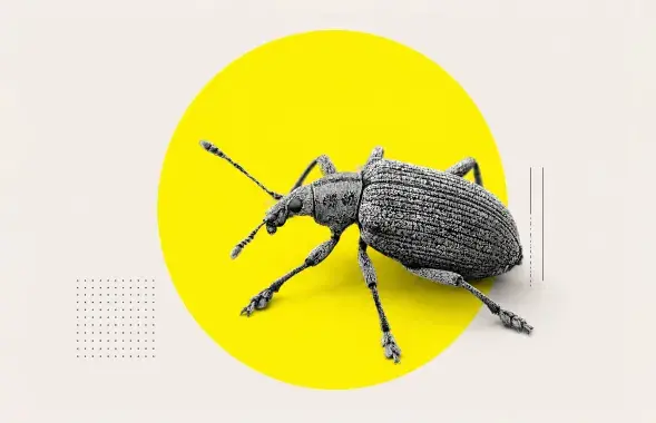 Как избавиться от долгоносика Беларусь