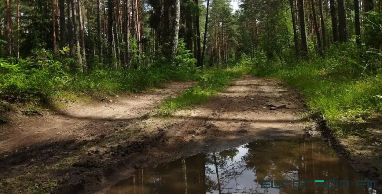 Лес пасля дажджу / З архіва Еўрарадыё
